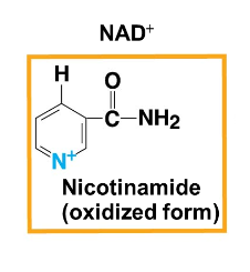 Nicotinamide Oxidized Form