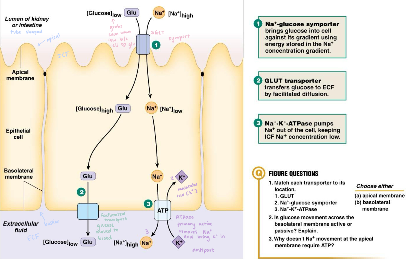 <p>Facilitated</p><p>Basal (basolateral) so that it can transport the glucose that SGLT brought into the cell to the ECF (blood) so it can go to liver </p>