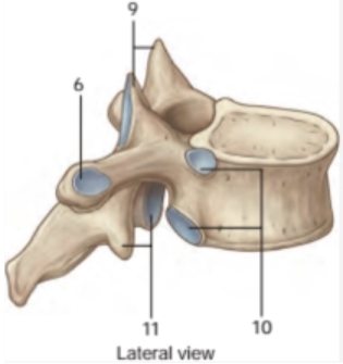 <p>Các đốt sống tiếp khớp với nhau ở vị trí số mấy ?</p><p>A. Vị trí 6 và 9</p><p>B. Vị trí 6 và 10</p><p>C. Vị trí 9 và 11</p><p>D. Vị trí 9 và 10</p>
