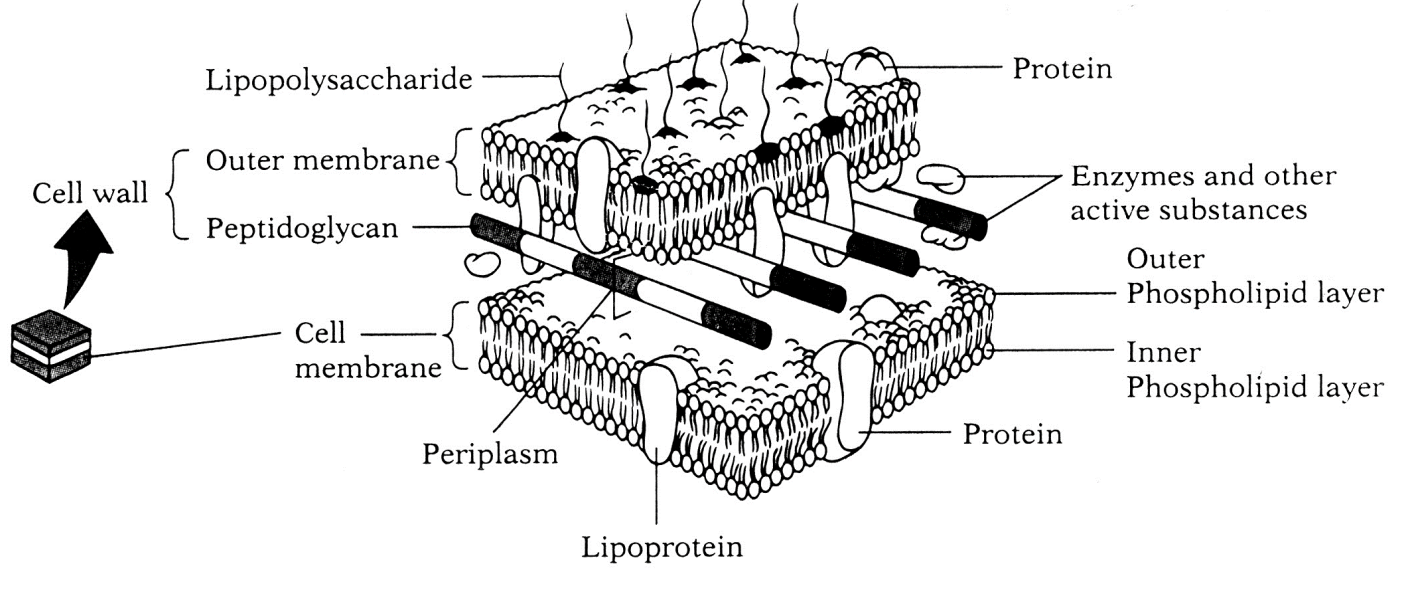 <ul><li><p>Outer <strong>and </strong>inner membrane with cell wall inbetween</p></li><li><p>Creates na additional compartments: <strong>periplasm</strong></p><ul><li><p>space between outer and cell wall</p></li></ul></li><li><p>Cell wall thinner:</p><ul><li><p>3-5 sheets of peptidoglycan</p></li></ul></li></ul><p></p>