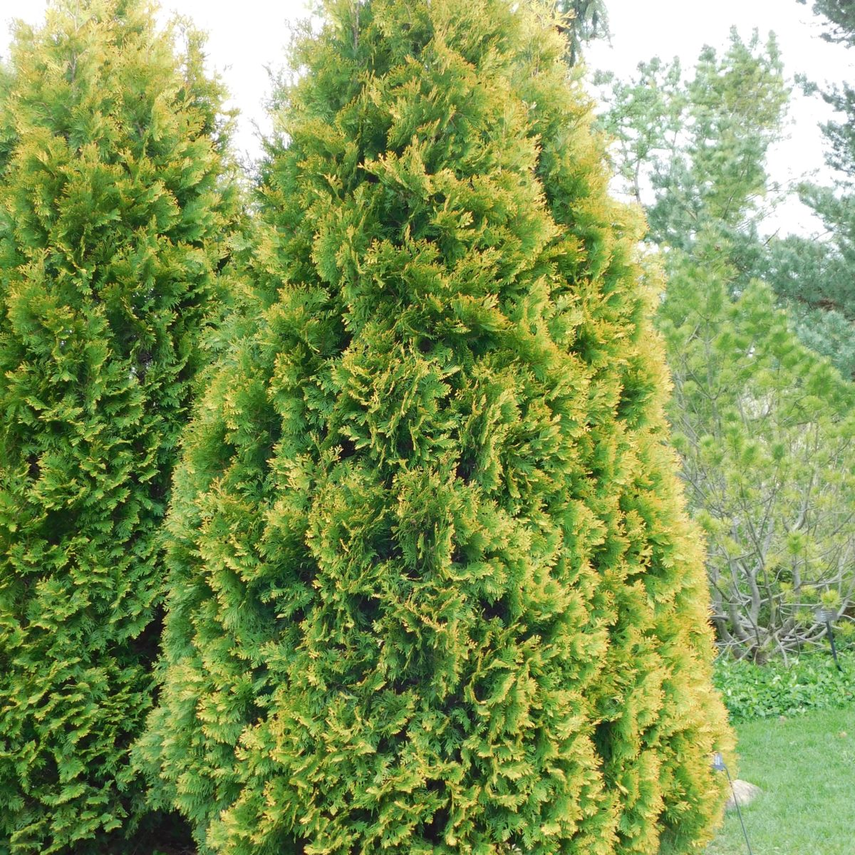 <p>zerav západní </p>