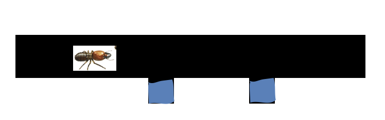 <p><span>- Introduced from China (non-native, invasive)</span></p><p><span>&nbsp; - Southeastern U.S.</span></p><p><span>&nbsp; - Common (10% utility poles in New Orleans affected!)</span></p><p><span>&nbsp; - Aggressive (earlywood and latewood equally)</span></p><p><span>- Galleries kept clean</span></p><p><span>- Fill </span><u><span>voids</span></u><span> with excrement mix</span></p><p><span>- Damage often does not follow annual rings</span></p>