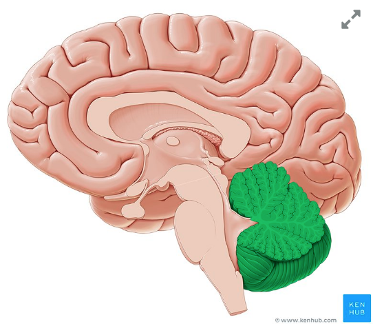 <p>coordinates and regulates muscular activity</p>