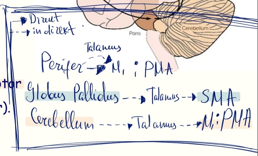 <ol><li><p>Periferden (direkt indirekt) - primer ve premotorda sonlanır</p></li><li><p>Globus Pallidus (indirekt, talamus)- Supplementary bölge</p></li><li><p>Cerebellum (indirekt, talamus)- primer ve premotor bölge</p></li></ol>