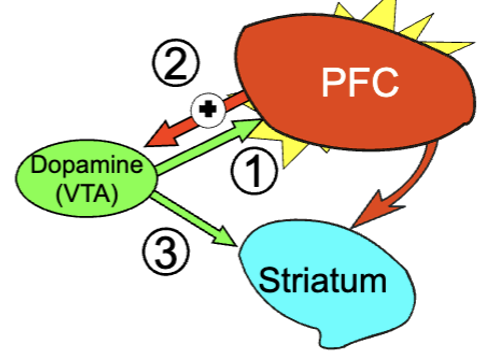 <ol><li><p>decreased PFC DA/glutamate reduces activity (negative symptoms)</p></li><li><p>noisy PFC (reduced GABA inhibition) may also contribute to cognitive dysfunction</p></li><li><p>increased subcortical DA transmission contributes to positive symptoms</p></li></ol><p></p><p>appears to be a disruption in balance between general excitatory/inhibitory transmission → subtle changes in various regions can alter entire transmission systems</p><p></p>