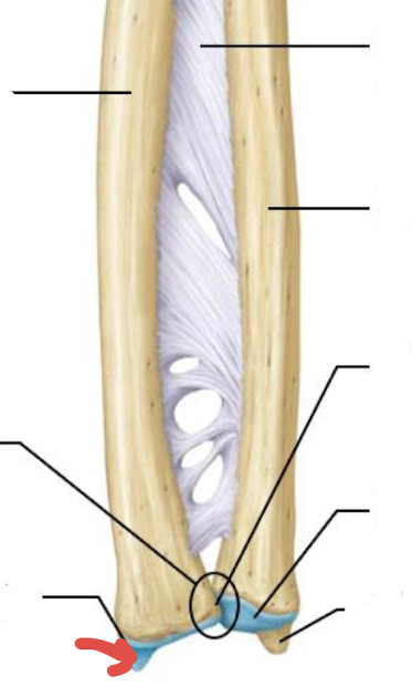 <p>what is this part of the radius?</p>