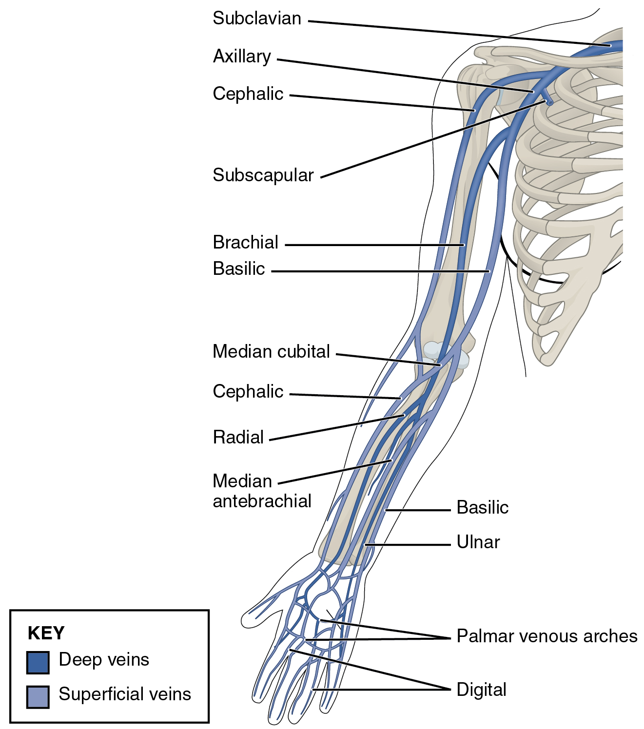 <p>receives tributaries from the medial forearm</p><p>joins the brachial veins to form the axillary vein</p>
