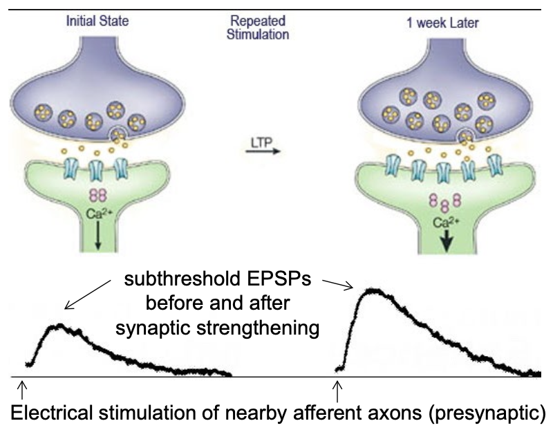 <p>→ refers to the changes in strength of the synaptic connection between adjacent neurons (i.e., delta <strong>synaptic strength</strong>)</p><ul><li><p>Enduring, long-term changes often involve physical changes in the size of pre- and post-synaptic membranes</p><ul><li><p><u>Pre-synaptic changes</u>: # of vesicles, used vesicles, release of vesicles</p></li><li><p><u>Post-synaptic changes</u>: # of receptors, ligand sensitivity, binding effects</p><p></p></li></ul></li><li><p><strong>Excitatory post-synaptic potential (EPSP)</strong> → depolarization as a post-synaptic response</p><ul><li><p>Often involved with improving <strong>synaptic strength</strong></p></li></ul></li></ul><p></p>