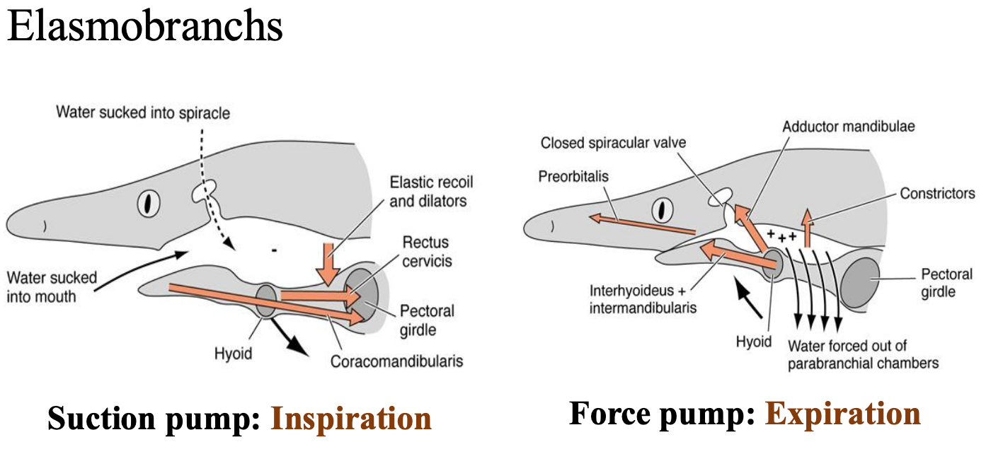 <p>suction pump and force pump</p>