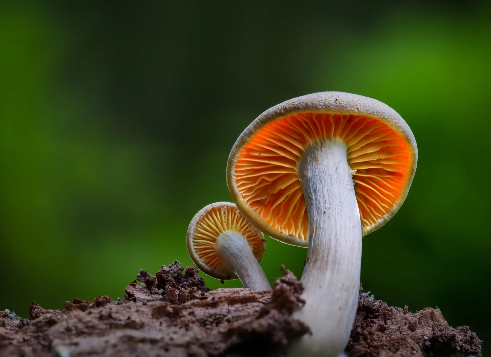 <ul><li><p>eukaryotic</p></li><li><p>cell wall</p></li><li><p>heterotrophic</p></li><li><p>multicellular</p></li><li><p>spores</p></li></ul><p></p>