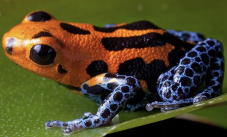 <p><span style="background-color: transparent;"><span>Strategy in which distastefulness evolves in association with very conspicuous colors and patterns</span></span></p><ul><li><p><span style="background-color: transparent;"><span>Also known as aposematism</span></span></p></li></ul><p></p>