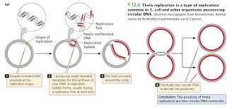 <p>A bidirectional step process that takes place in circular DNA like Ecoli </p>