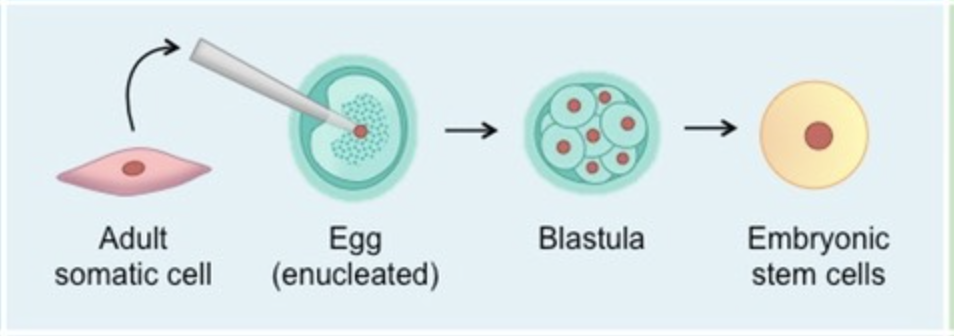 <p>Involves the creation of embryonic clones by fusing a diploid nucleus with an enucleated egg cell (therapeutic cloning)</p><p><u>Advantages:</u></p><ul><li><p>Indistinguishable from embryo-derived cells</p></li><li><p>Meaning Totipotent Stem Cells can be derived</p></li></ul><p><u>Disadvantages:</u></p><ul><li><p>Involves ex vivo (out of body) creation of embryos</p></li><li><p>More embryos are created than needed, raising ethical concerns about the exigency of excess embryos</p></li></ul>
