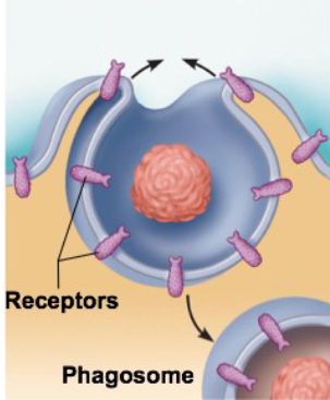 <ul><li><p>cell engulfs large and/or solid material</p></li><li><p>Forms vesicle called a phagosome</p></li><li><p>Pseudopod formation involves receptors formation is specific</p></li><li><p>Phagosome usually fuses with lysosome, where contents are digested</p></li></ul><p></p>