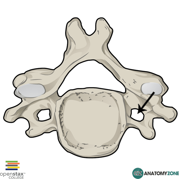<p>small holes/opening on sides of cervical vertebrae </p>