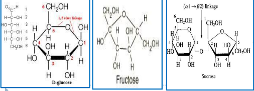 <p>If the oxygen on the anomeric carbon <span style="color: yellow">(C-1/C-2)</span> of a sugar is <span style="color: yellow">not attached</span> to any other<span style="color: yellow"> structure</span>, that sugar can act as a?</p><ul><li><p>Ex. Glucose and Fructose </p></li><li><p>Sucrose is a reducing sugar</p></li></ul><p></p>