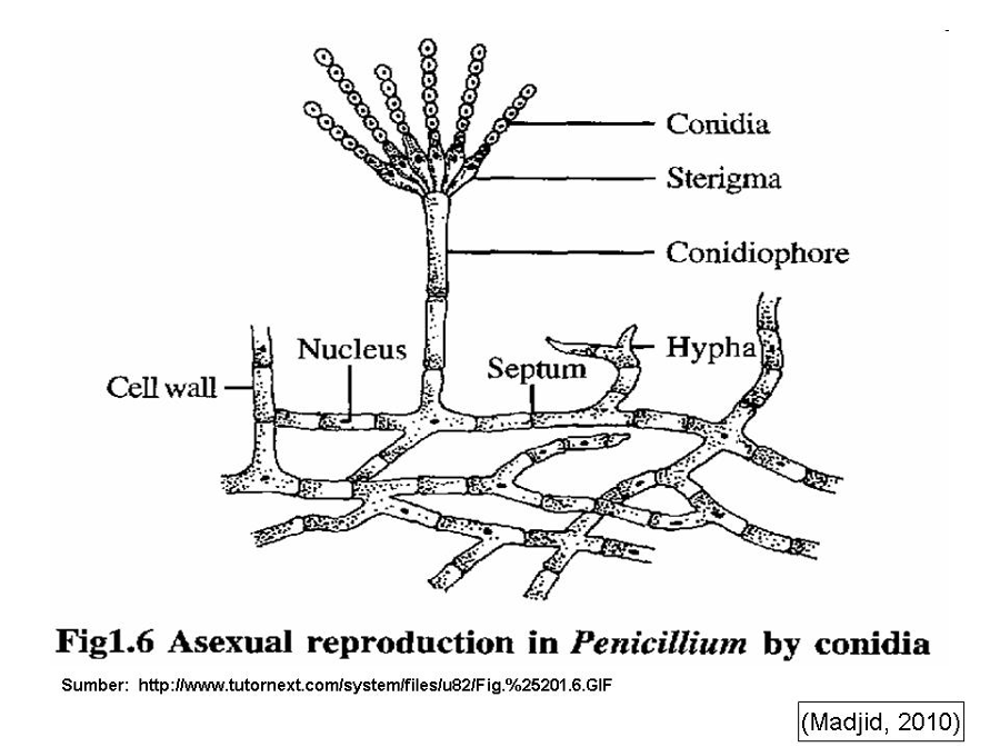 <p>Know the names of the structures found in Penicillium</p>