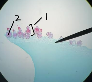 term image