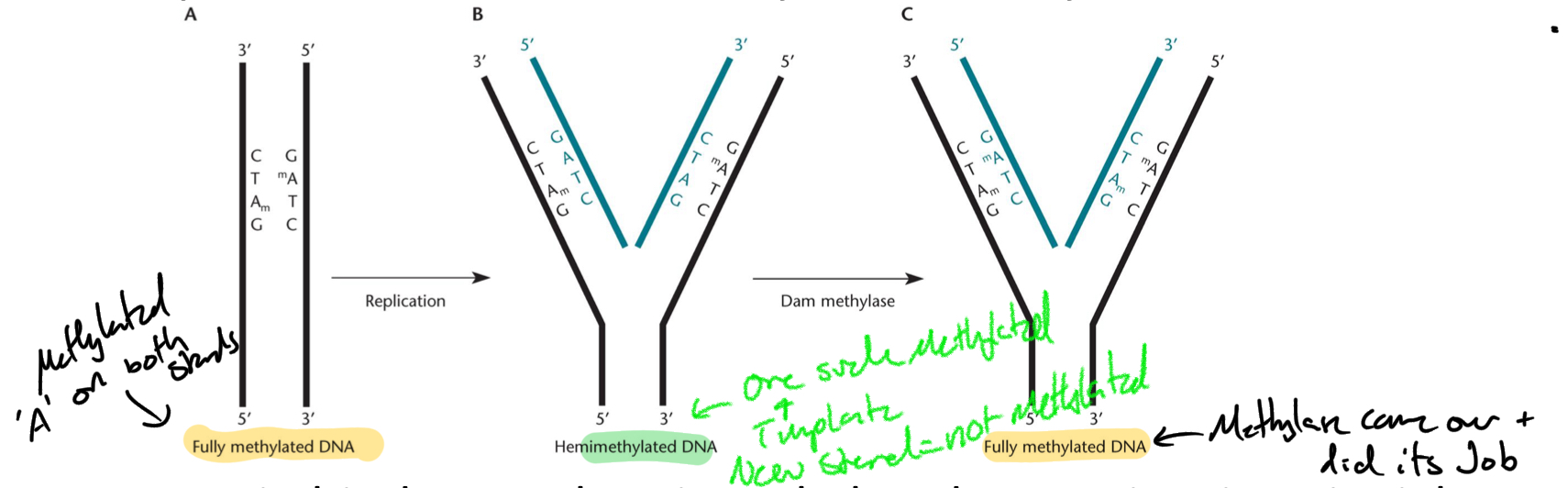 <p>Dam methylase</p>