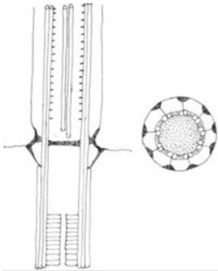 <ul><li><p>simplest</p></li><li><p>1 basal plate present</p></li></ul><p></p>