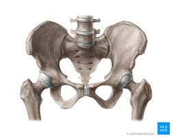 <p><span>between the abdomen and the legs</span></p>