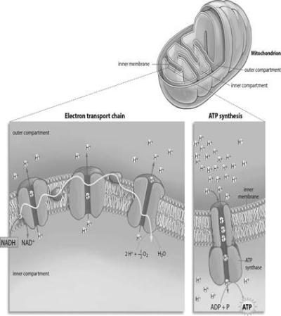 As electrons move through the electron transport chain, which of the following occurs?