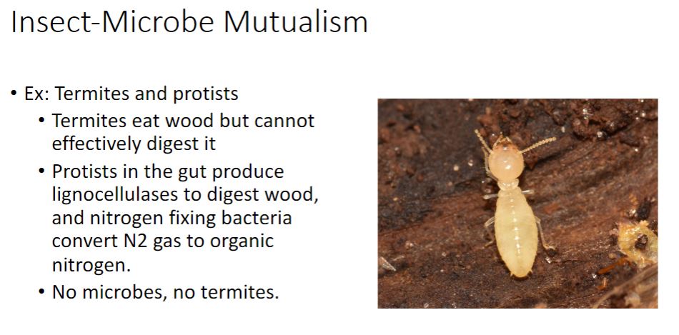 <ul><li><p>Termites are another good model system for the study of endosymbiosis. Some termites harbor protist, bacterial, and archaeal endosymbionts and eat only wood. The main structural polysaccharides of wood are cellulose and hemicellulose (glucose polymers), which combine with lignin (see figure 21.15) to form lignocellulose. A diet of wood poses two problems for the termite: how to degrade polysaccharides that may possess as many as 15,000 glucose monomers and where to get organic nitrogen needed for nucleotide and protein synthesis. Although termites produce a cellulolytic enzyme, only their mutualistic protists can complete lignocellulose degradation. Nitrogen-fixing bacteria that live in the termite gut solve the problem of obtaining organic nitrogen.◄ Nitrogen fixation section 8.5 Most termite-associated protists are members of the Excavata supergroup and as such are quite ancient, possessing hydrogenosomes rather than mitochondria. These protists ferment cellulose to acetate, CO₂, and H2. Acetate is the termite&apos;s preferred carbon source, and they rely on bacterial symbionts to convert the CO2 and H2 released by the protists to acetate by the reductive acetyl-CoA pathway (see figure 16.2). In addition, termites harbor methanogens that use these substrates to form CH4, which is excreted. Mitochondria related organelles and chloroplasts are involved in energy conservation section 4.6); Supergroup Excavata (section 17.2) Some termite protists also harbor endosymbionts (i.e., endosymbionts of endosymbionts). For instance, Trichonympha spp. rely on a bacterial endosymbiont in the genus Elusimicrobium to convert glutamine to other amino acids and nitrogenous compounds (figure 19.26,c). In exchange, the protist supplies Elusimicrobium with glucose 6-phosphate, which can directly enter glycolysis. In addition, motility is often conferred by spirochetes that cover the protist surface. Motility is essential to prevent protist expulsion by the termite gut and to acquire food.</p></li></ul>