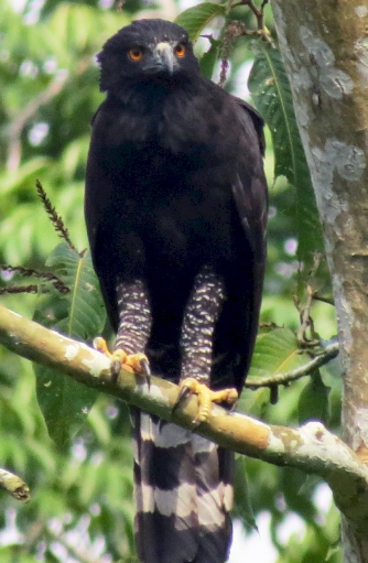 <p>What bird is this?</p>