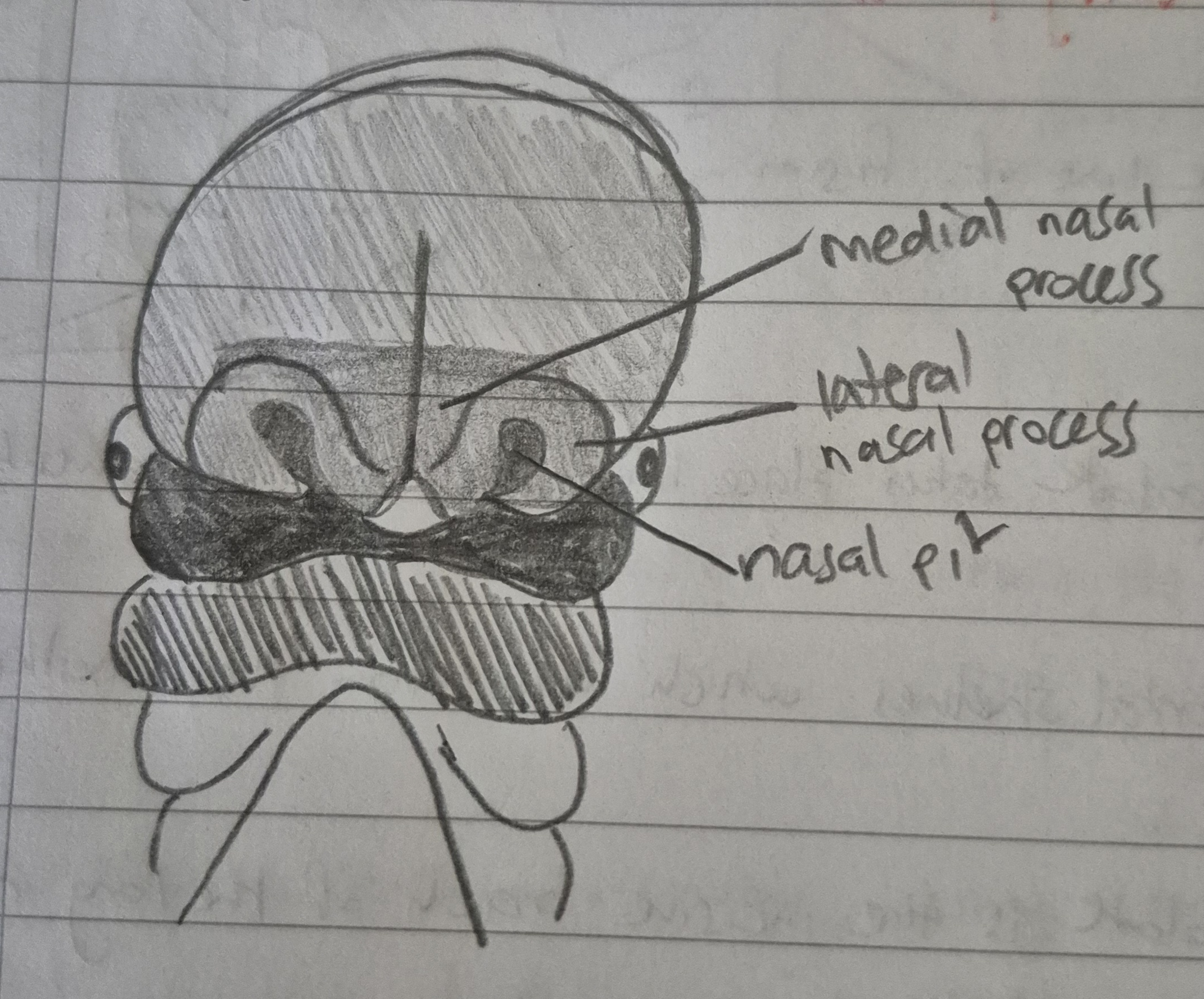 <ul><li><p>the frontonasal process</p></li><li><p>(frontonasal → 2 lateral and 1 medial process)</p></li><li><p>maxillary (2 parts)</p></li><li><p>mandibular (2 parts)</p></li><li><p>altogether, that’s 7 parts</p></li></ul><p></p>