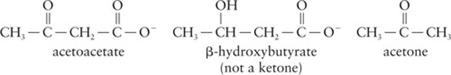 <p>Produced during fatty acid oxidation, includes acetoacetate.</p>