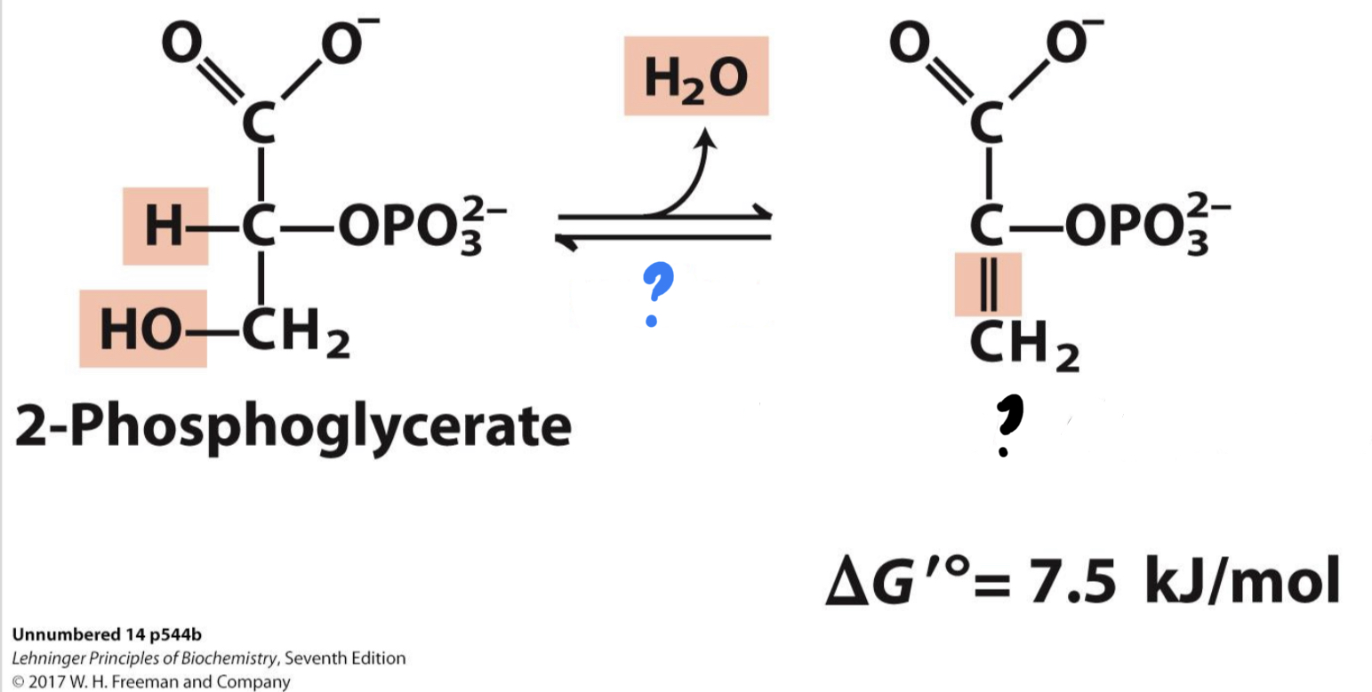 <ul><li><p><mark data-color="blue">_____</mark> causes a double bond to form in the substrate by extracting a water molecule, yielding _______________, a compound with very high potential energy.</p></li></ul>