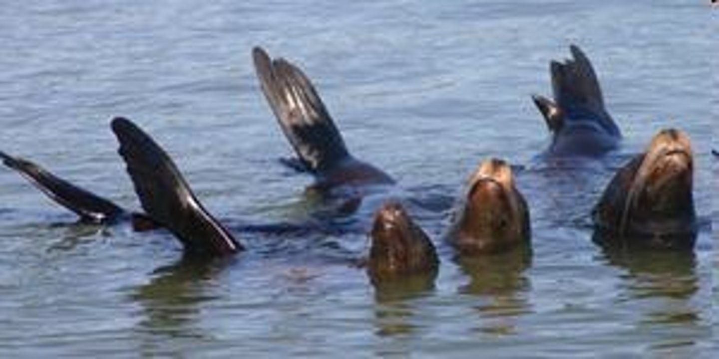 <p>- Have external ears</p><p>- Family Otariidae</p><p>- Have dense layer of hairs closeto the skin, Traps air, Waterproof</p><p>- Can move rear flippersforward (rotate pelvis), and front flippers forwardso can walk on land withall 4 limbs</p>