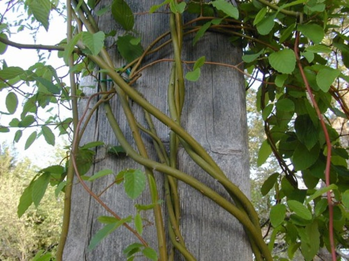<p>woody plant that takes root in soil but it supported by trees to grow upwards to get sunlight</p>