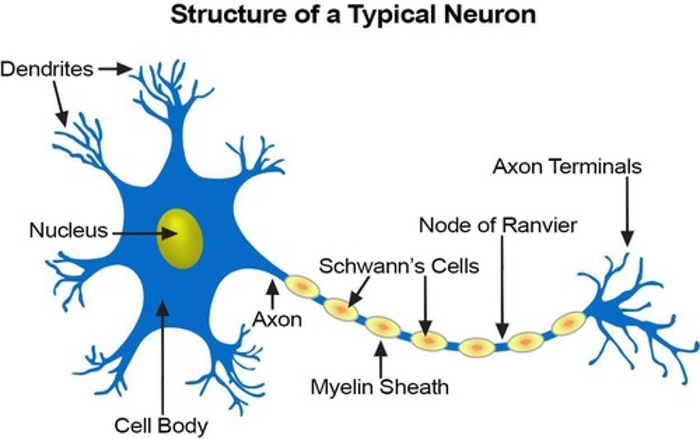 <p>Dendrites, cell body, axon, and nerve endings</p>