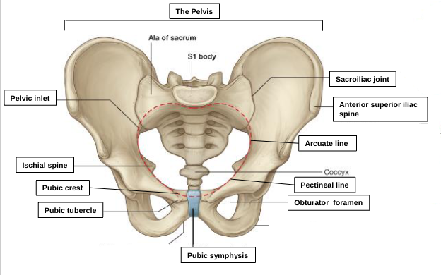 <p>pelvic inlet </p>