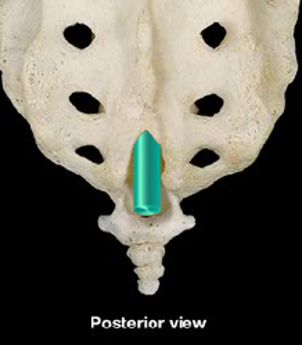 <p>Transmits filum terminale, route for injection in caudal epidural anesthesia</p>
