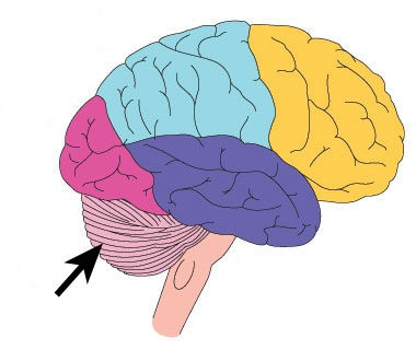 <p>the &quot;little brain&quot; at the rear of the brainstem</p><p>coordinates voluntary movements and balance</p>