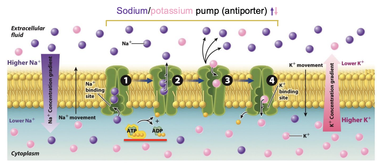 <ul><li><p><span style="background-color: inherit; line-height: 19.55px; color: windowtext;"><span>uses energy stored in ATP to move sodium and K+ against concentration gradient</span></span><span style="line-height: 19.55px; color: windowtext;"><span>&nbsp;</span></span></p><ul><li><p class="Paragraph SCXO140916850 BCX0" style="text-align: left;"><span style="background-color: inherit; line-height: 19.55px; color: windowtext;"><span>Energy is directly used to support transportation</span></span><span style="line-height: 19.55px; color: windowtext;"><span>&nbsp;</span></span></p></li></ul></li><li><p class="Paragraph SCXO140916850 BCX0" style="text-align: left;">The sodium and potassium ions move in opposite directions, so the pump is an antiporter. .</p></li></ul><p></p>