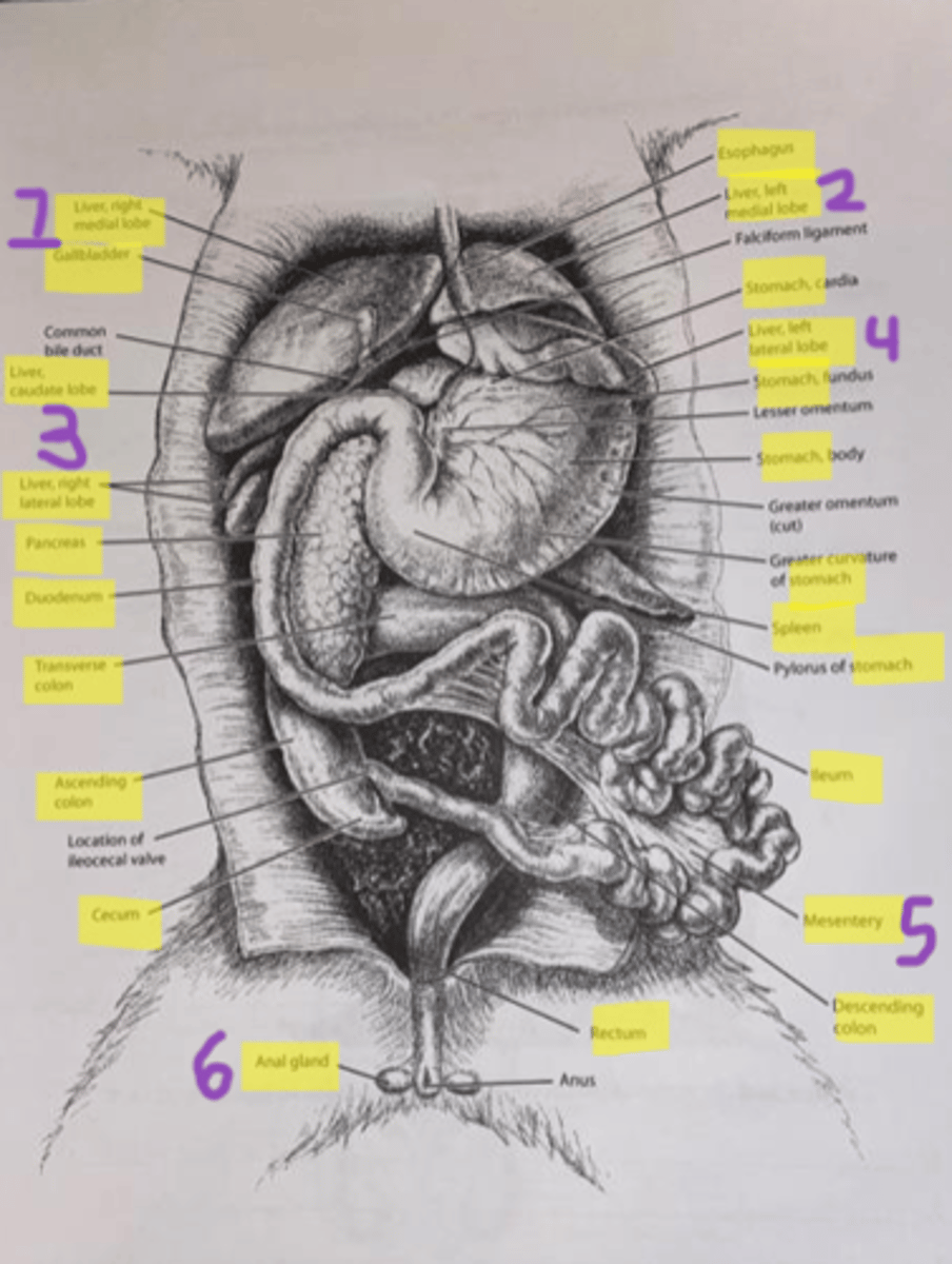 knowt flashcard image
