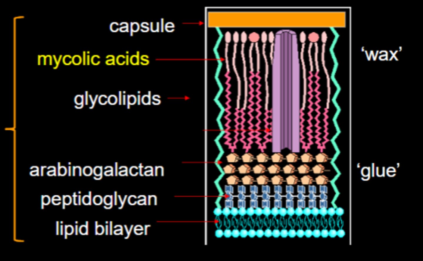 knowt flashcard image