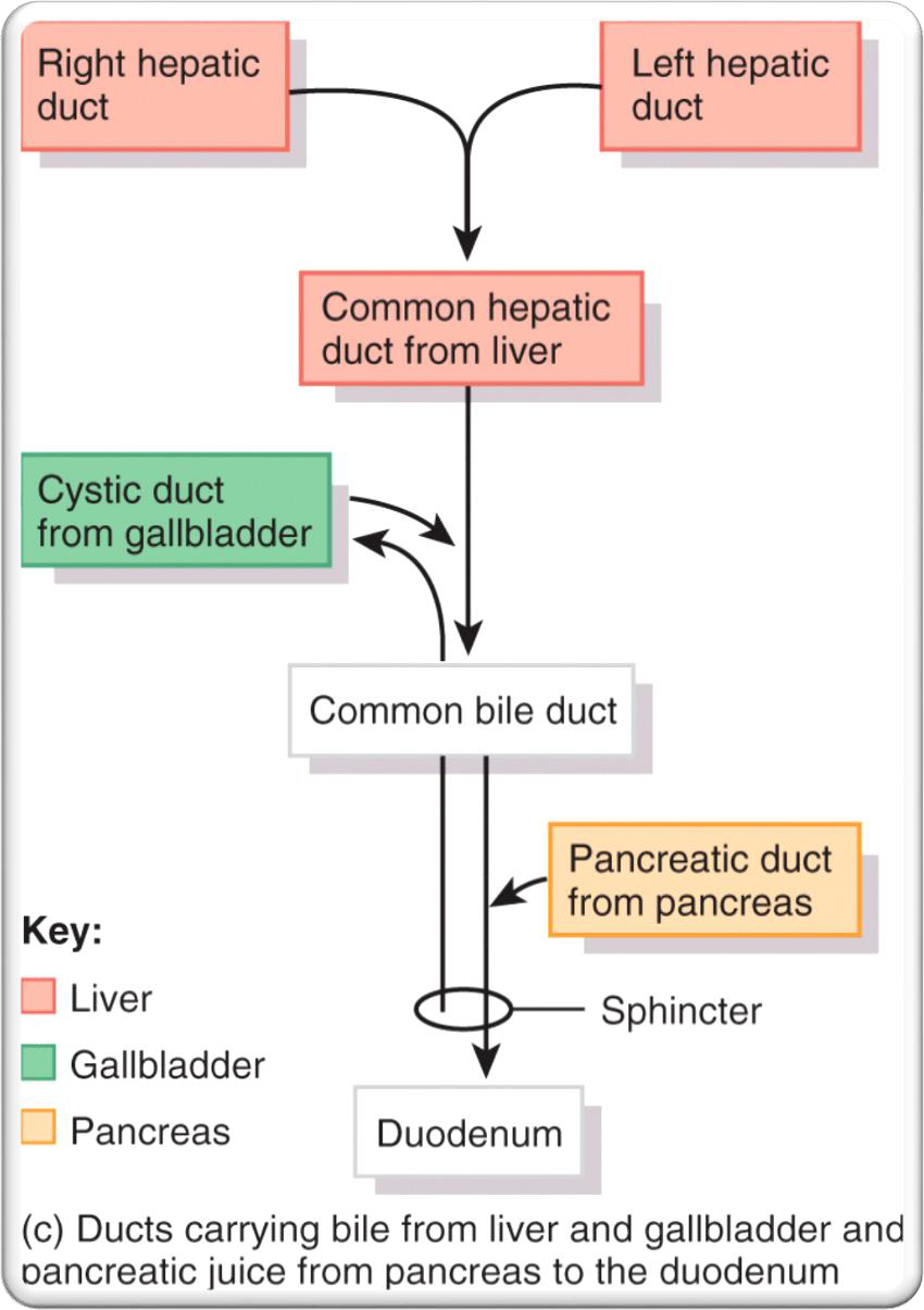 <p>THE GALLBLADDER STORES </p>