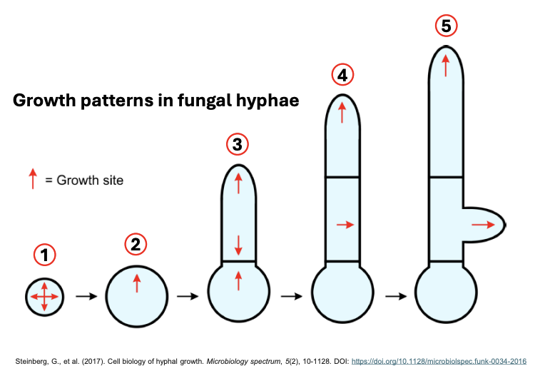 <p>Explain the<strong> growth patterns in fungal hyphae</strong></p>
