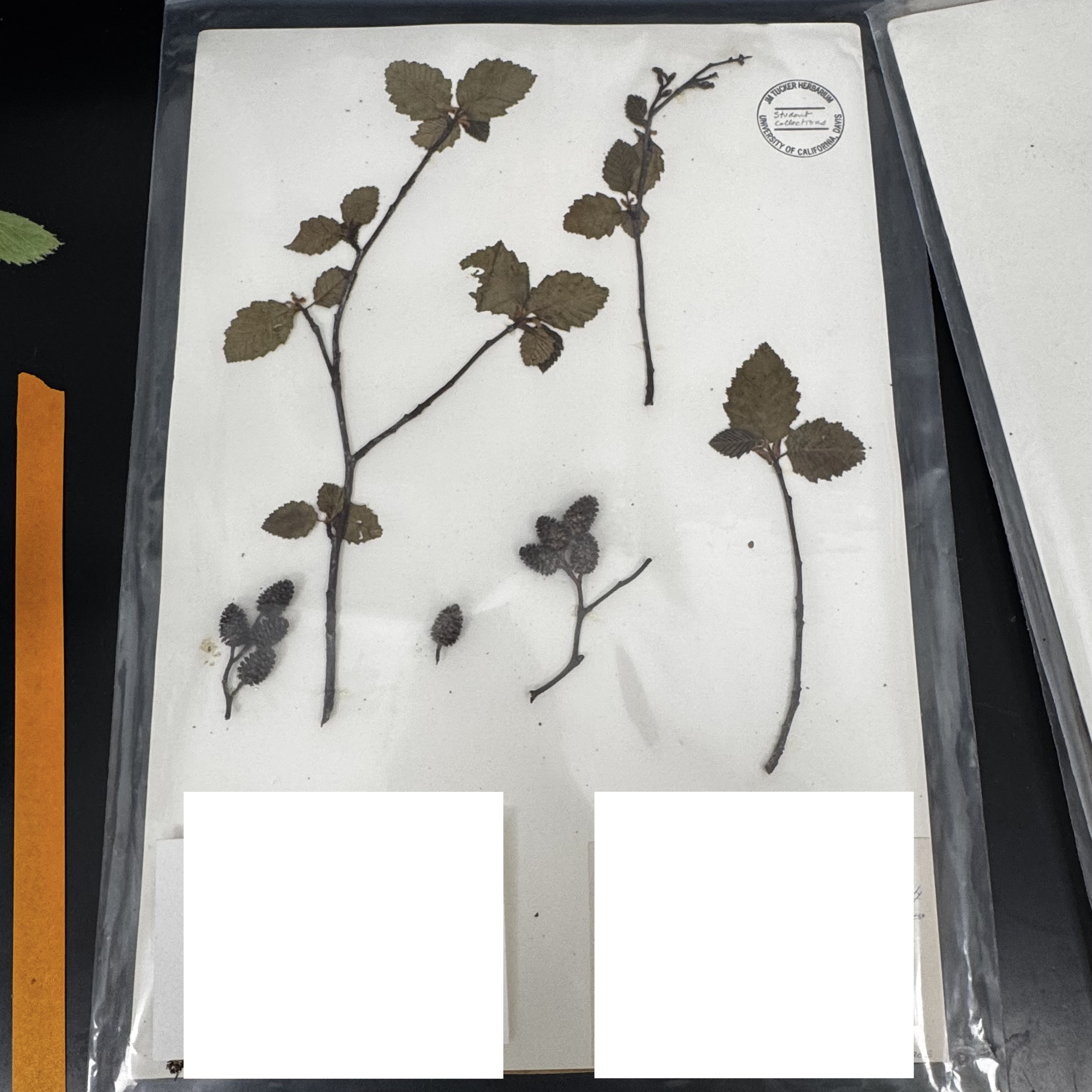 <p>What order, family, and genus?</p>