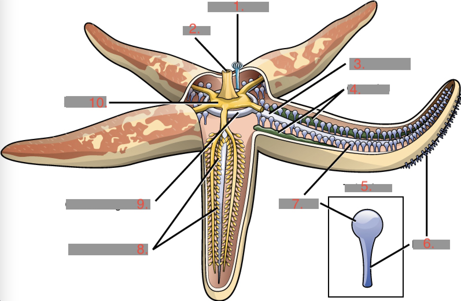 Label the parts of the Sea Star: