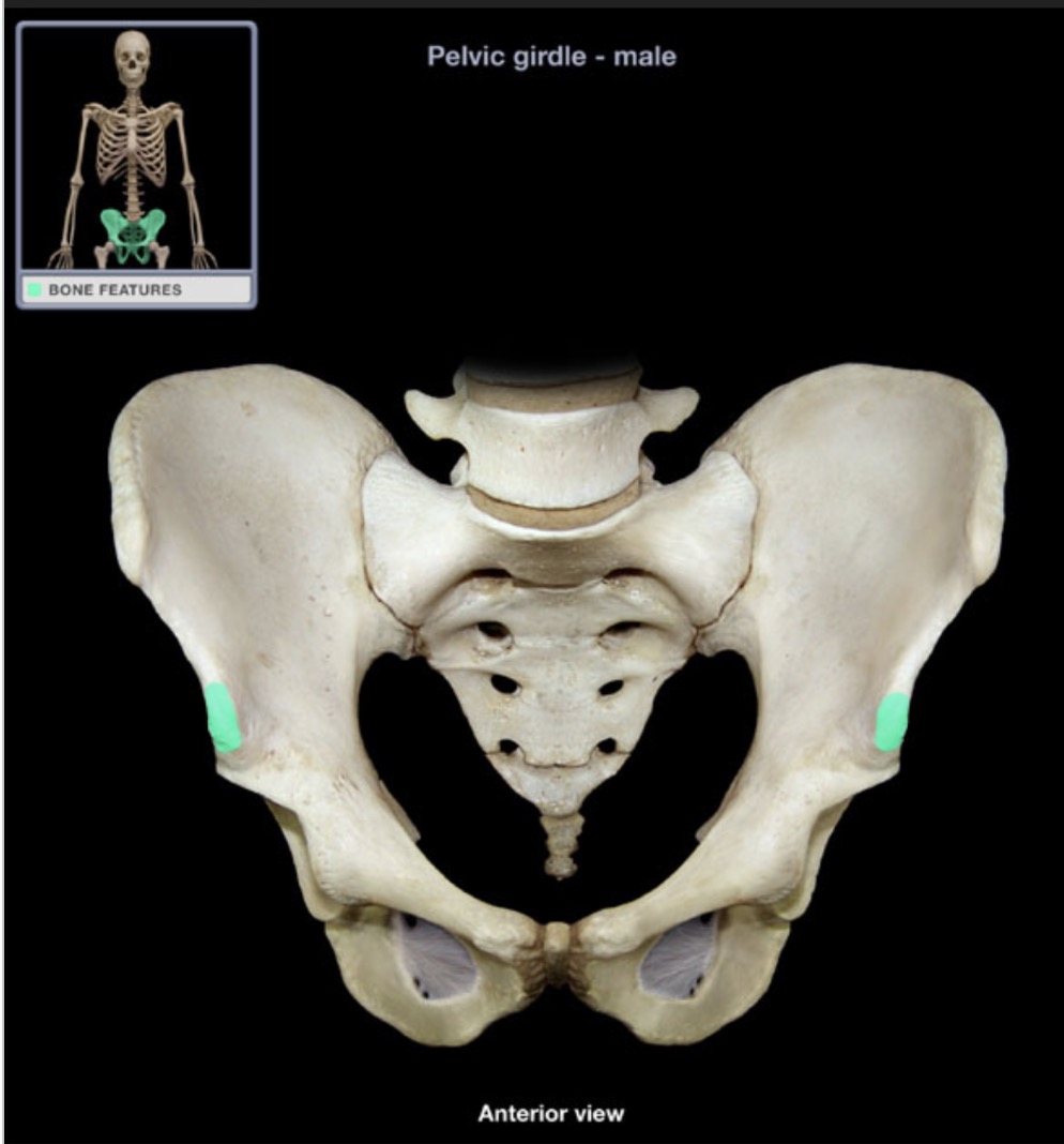 <p><span style="font-family: Arial, sans-serif; color: rgb(45, 59, 69)">process inferior to the anterior superior iliac spine</span></p>