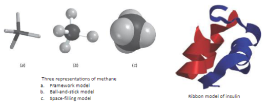 <p>a. Framework model</p><p>b. ball-and-stick model</p><p>c. Space-filling model</p><p>d. Ribbon model</p>
