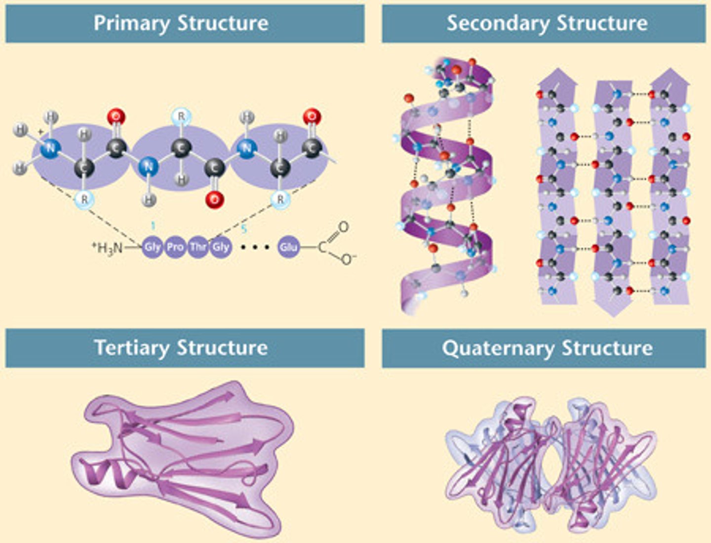 <p>A biomacromolecule made of amino acid chains folded into a 3D shape.</p>