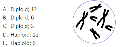 **Q.** What are the ploidy and haploid number of chromosomes in the cell shown below?