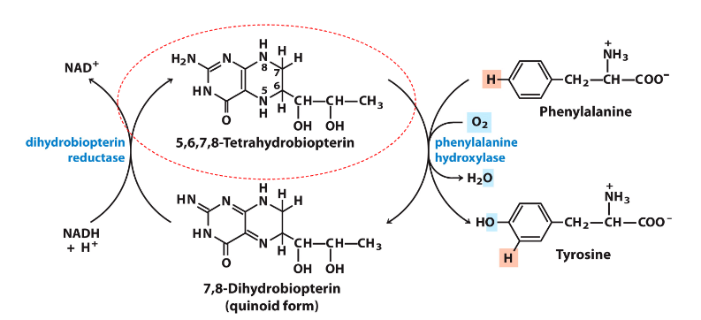<p>DIAGRAM ON SLIDE 33</p><p>- need to be able to recognise and draw phenylalanine and tyrosine</p><p>- make sure you know this reaction well</p><p>- should be able to tell the enzyme that converts phenylalanine to tyrosine (it is hydroxylating the phenylalanine, hence its oxidising)</p><p>- thats why tetrahydrobiopterin is being reduced to dihydrobiopterin</p><p>- NADH is converted to NAD+</p>