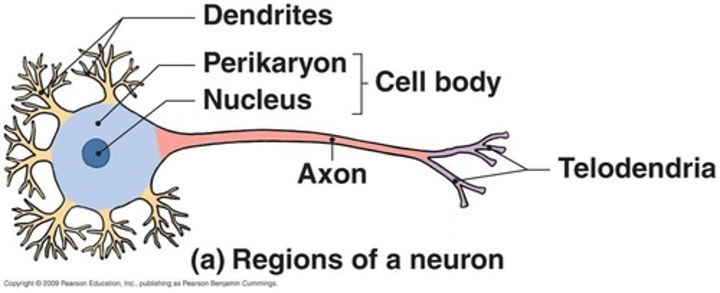 <p>Series of fine, terminal extensions branching from the axon tip.</p>